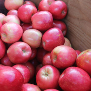 Apple Fruits