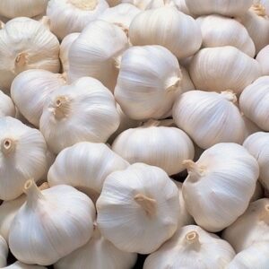 Garlic